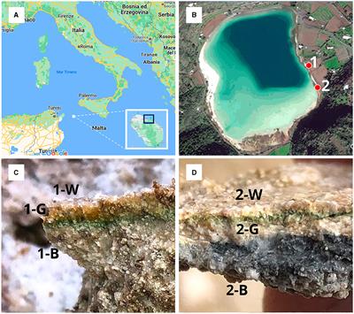 Carbonate precipitation and phosphate trapping by microbialite isolates from an alkaline insular lake (Bagno dell'Acqua, Pantelleria Island, Italy)